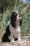 CAVALIER KING CHARLES 206